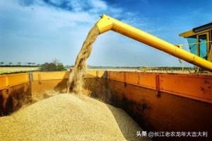 小麦收割完了，价格却上涨了，今日我们这边地头小麦1.15元一斤