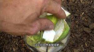 如何在家种植西瓜，几步就教会你，简单又实用 #西瓜种植