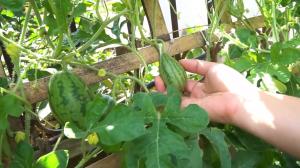 如何在家种植西瓜，几步就教会你，简单又实用 #西瓜种植