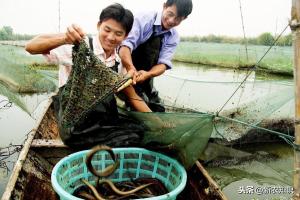 人工养殖黄鳝学问多，精准学习其养殖技术，黄鳝高产养殖技术  第3张