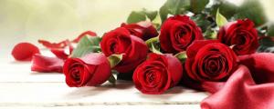 19朵玫瑰代表什么，19朵玫瑰花谐音是“永久”  第1张