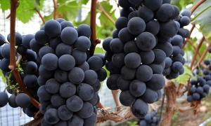 全国哪种葡萄最好吃？经过评比，这5种葡萄很出名，你吃过几种？  第2张
