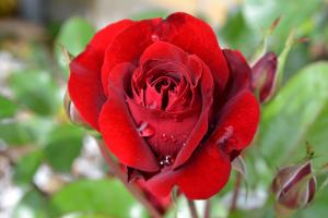 八种著名的玫瑰花，她们的名字，以及颜色包含的寓意