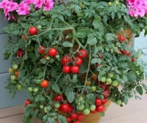 11种“大叶菜”，阳台也能种，30天长成小菜园，一连采摘半年  第5张