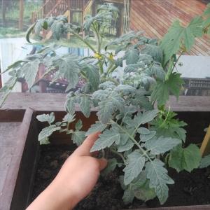 11种“大叶菜”，阳台也能种，30天长成小菜园，一连采摘半年  第4张