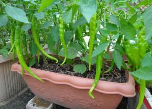 11种“大叶菜”，阳台也能种，30天长成小菜园，一连采摘半年  第9张