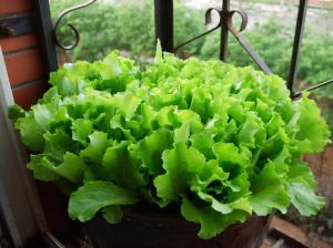 11种“大叶菜”，阳台也能种，30天长成小菜园，一连采摘半年  第6张