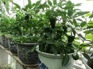 11种“大叶菜”，阳台也能种，30天长成小菜园，一连采摘半年  第10张