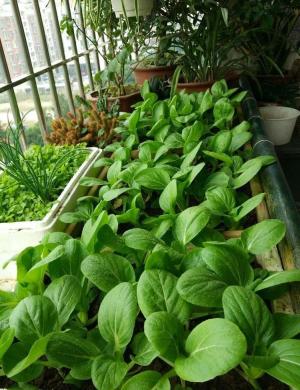 11种“大叶菜”，阳台也能种，30天长成小菜园，一连采摘半年  第15张