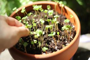 11种“大叶菜”，阳台也能种，30天长成小菜园，一连采摘半年  第12张