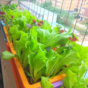 11种“大叶菜”，阳台也能种，30天长成小菜园，一连采摘半年  第8张
