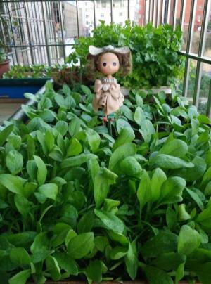 11种“大叶菜”，阳台也能种，30天长成小菜园，一连采摘半年  第17张
