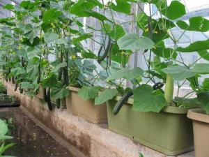 11种“大叶菜”，阳台也能种，30天长成小菜园，一连采摘半年  第20张