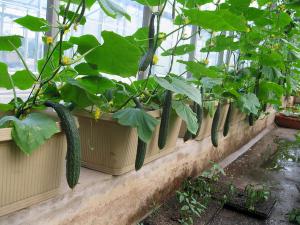 11种“大叶菜”，阳台也能种，30天长成小菜园，一连采摘半年  第19张