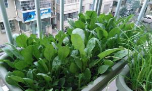 11种“大叶菜”，阳台也能种，30天长成小菜园，一连采摘半年  第18张